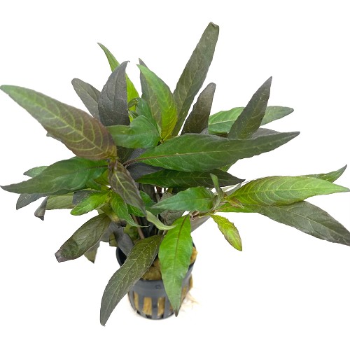 Hygrophila angustifolia in pot